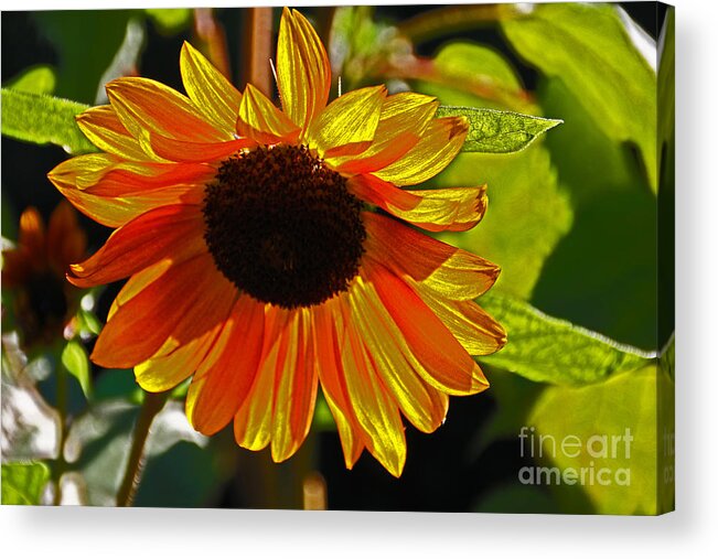  Acrylic Print featuring the photograph Sunflower 3 by David Frederick