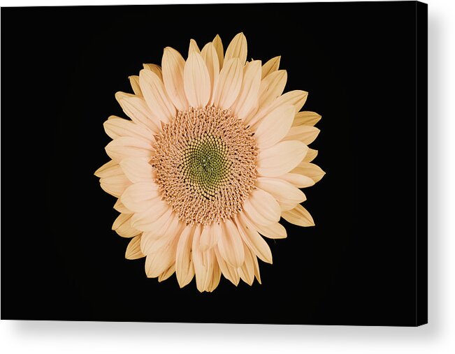 Sunflower Acrylic Print featuring the photograph Sunflower #9 by Desmond Manny