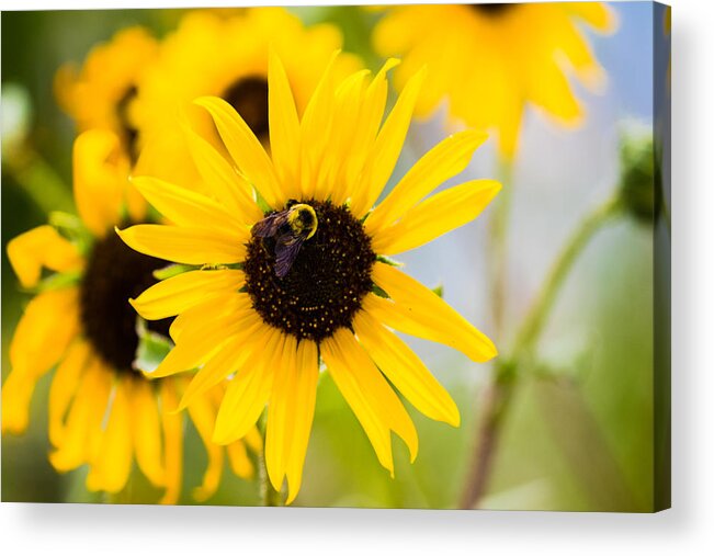 Bumble Bee Acrylic Print featuring the photograph Sunflower Bee by Mindy Musick King