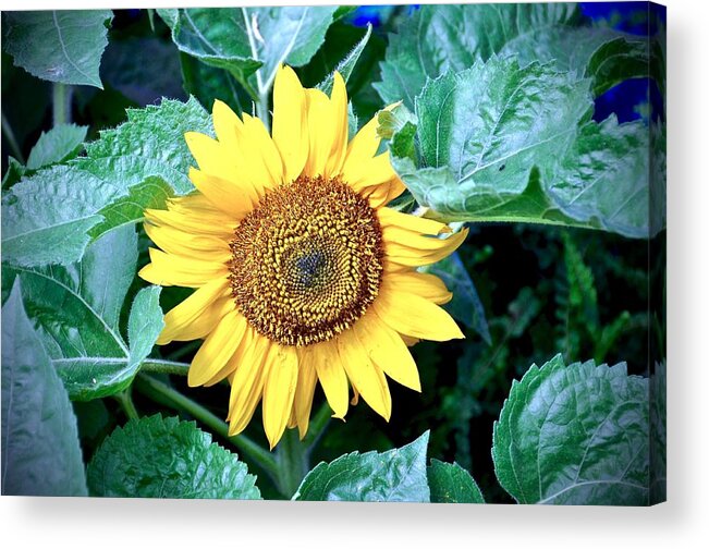 #sunflower Acrylic Print featuring the photograph Sunflower by Cornelia DeDona