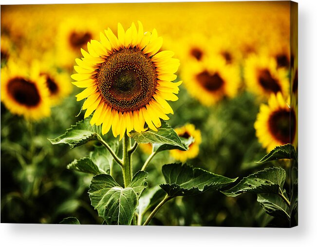 Agriculture Acrylic Print featuring the photograph Sunflower Crops on a Farm in South Dakota by Carol Mellema