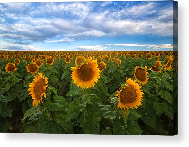 Sunflower Acrylic Print featuring the photograph Sunflower Field by Ronda Kimbrow