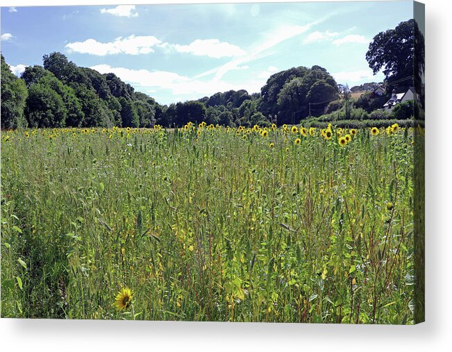 Sunflower Field Acrylic Print featuring the photograph Sunflower Field by Tony Murtagh