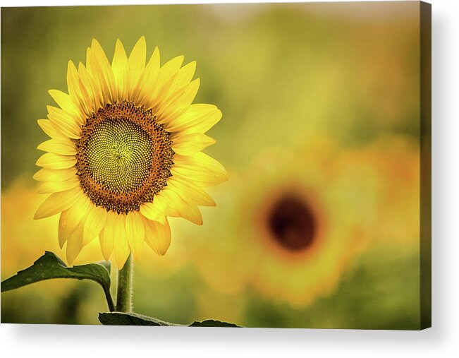 Flower Acrylic Print featuring the photograph Sunflower in a Field by Don Johnson