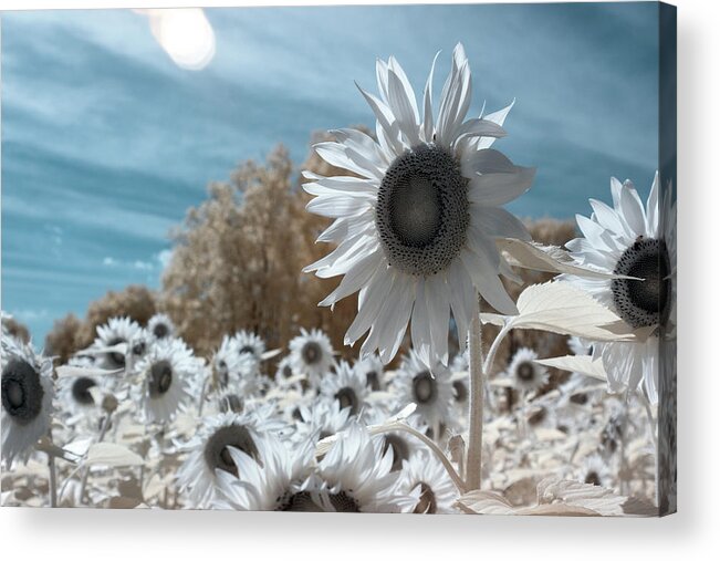 Ir Infra Red Infrared Waelength Outside Outdoors Nature Natural Sky Flower Flowers Botany Sun Sunflower Sunflowers 720nm 720 Nanometers Nanometer Brian Hale Brianhalephoto Farm Acrylic Print featuring the photograph Sunflower Infrared by Brian Hale