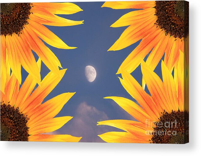 Sunflower Acrylic Print featuring the photograph Sunflower Moon by James BO Insogna
