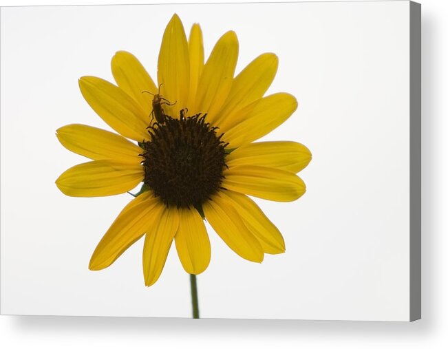 Sunflower Acrylic Print featuring the photograph Sunflower on White by Dean Farrell