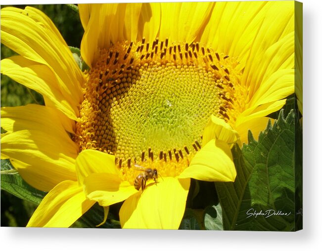 Sunflower Acrylic Print featuring the photograph Sunflower With Honeybee by Stephen Daddona