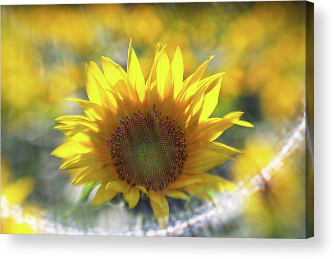 Flower Acrylic Print featuring the photograph Sunflower with Lens Flare by Natalie Rotman Cote