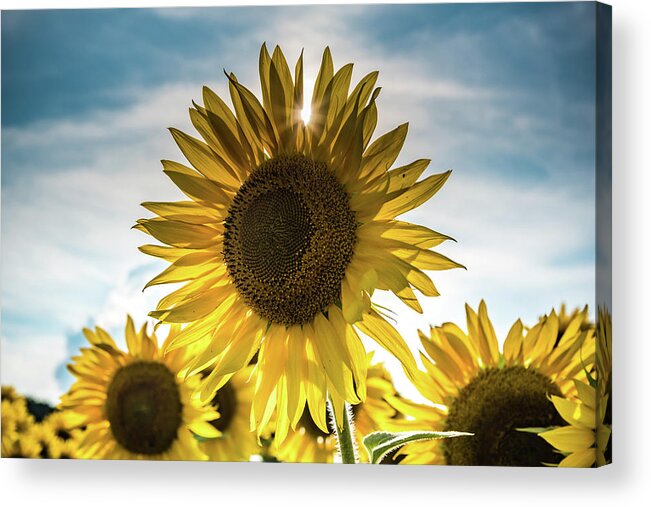 Field Acrylic Print featuring the photograph Sunflower With Sun Peaking Through by Anthony Doudt