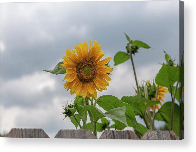 Sunflowers Acrylic Print featuring the photograph Sunflowers 2018-1 by Thomas Young