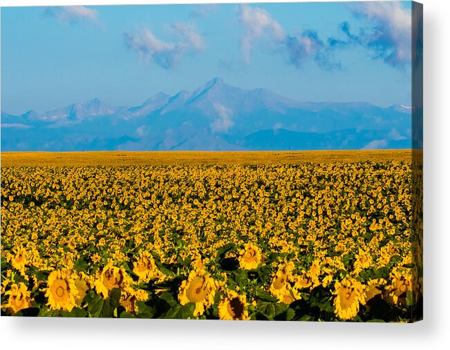 Long's Peak Acrylic Print featuring the photograph Sunflowers and the Rockies by Mindy Musick King