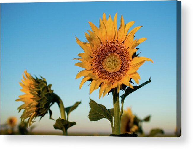 Sunflowers Acrylic Print featuring the photograph Sunflowers At Sunrise 1 by Stephen Holst