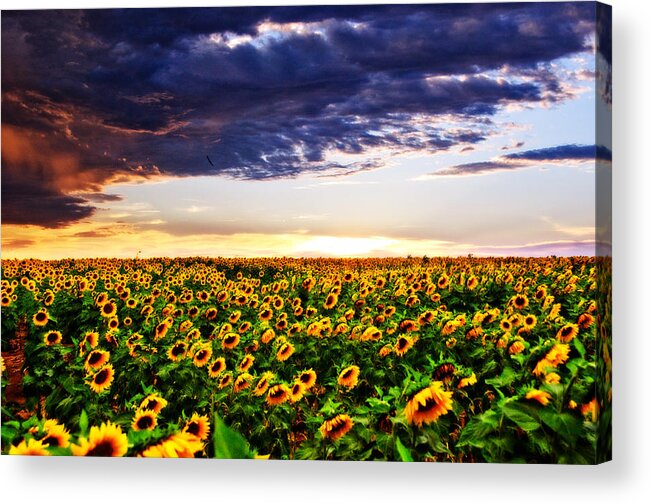 Clouds Acrylic Print featuring the photograph Sunflowers at Sunset by Eric Benjamin