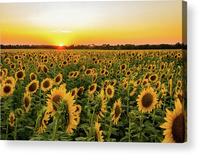 Jay Stockhaus Acrylic Print featuring the photograph Sunflowers at Sunset by Jay Stockhaus