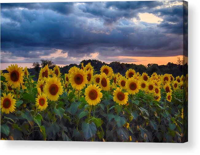 Beautiful. Beauty. Bloom. Blooming. Sunflower. Fall. Yellow. Botanical. Bright. Closeup. Color. Colorful .colors. Detailed Acrylic Print featuring the photograph Sunflowers At Sunset by Tricia Marchlik