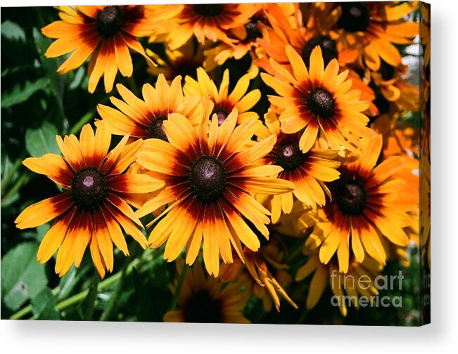 Black-eyed Susan Acrylic Print featuring the photograph Black Eyed Susan by Dean Triolo