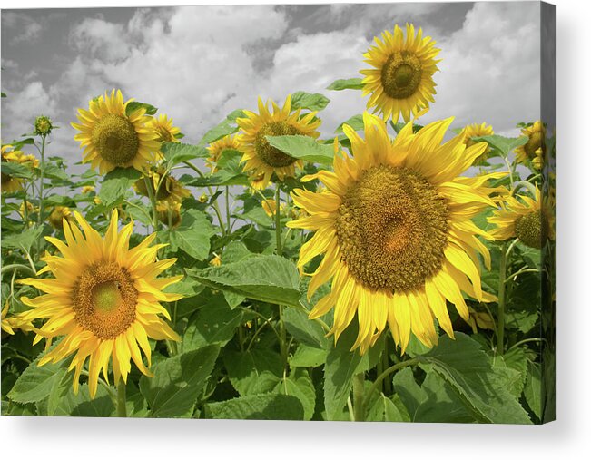 Sunflowers I Acrylic Print featuring the photograph Sunflowers I by Dylan Punke