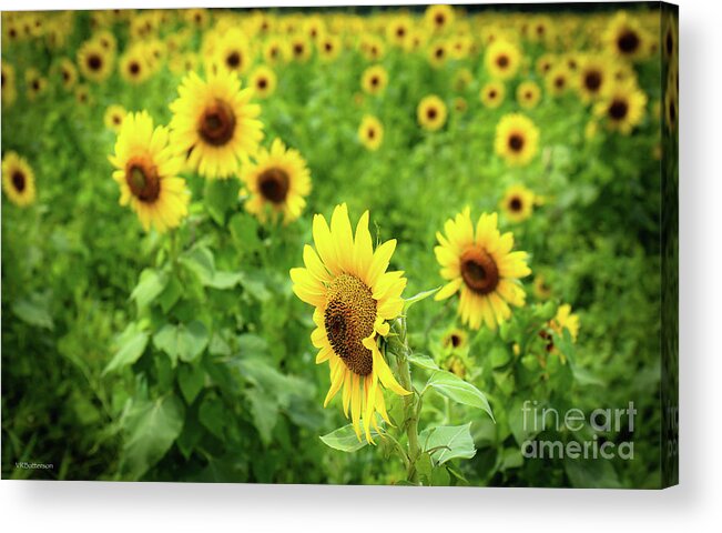 Sunflowers Acrylic Print featuring the photograph Sunflowers in Memphis IV by Veronica Batterson