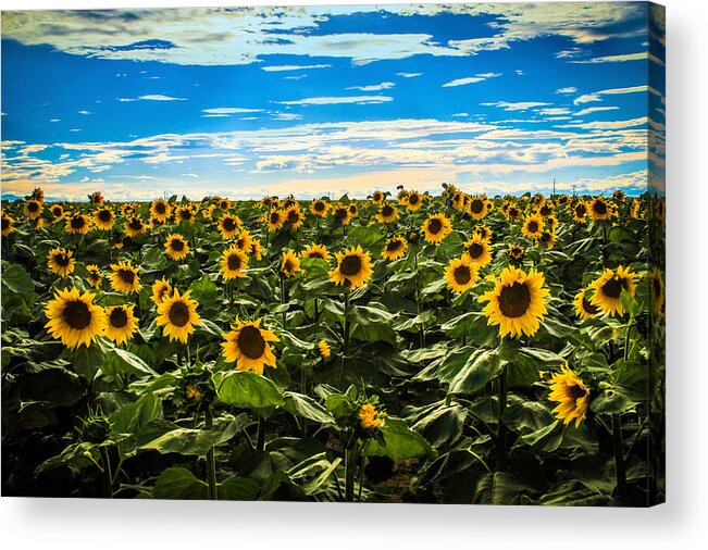 Sunflower Acrylic Print featuring the photograph Sunflowers by Juli Ellen