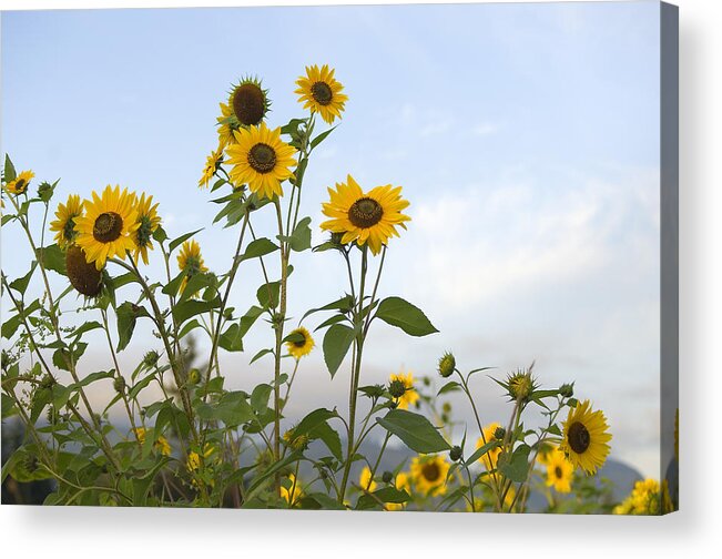 Cowichan Valley Acrylic Print featuring the photograph Sunflowers by Kevin Oke