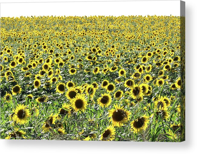 Sunflower Acrylic Print featuring the photograph Sunflowers Mattituck New York by Bob Savage