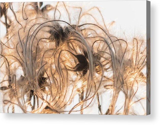 Nature Acrylic Print featuring the photograph Sunlit Clematis seeds by Wendy Cooper