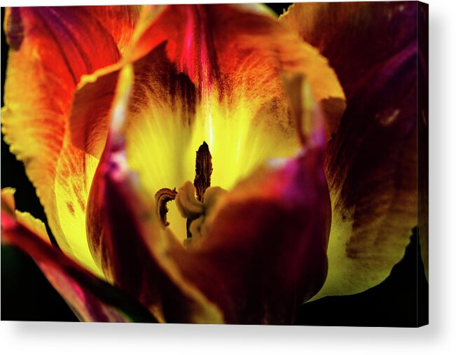 Jay Stockhaus Acrylic Print featuring the photograph Sunlit Tulip by Jay Stockhaus