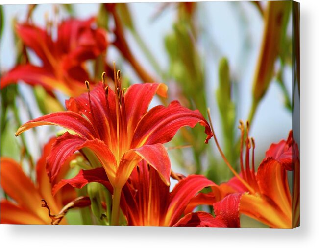 Photograph Acrylic Print featuring the photograph Sunning Red Day Lilies by M E