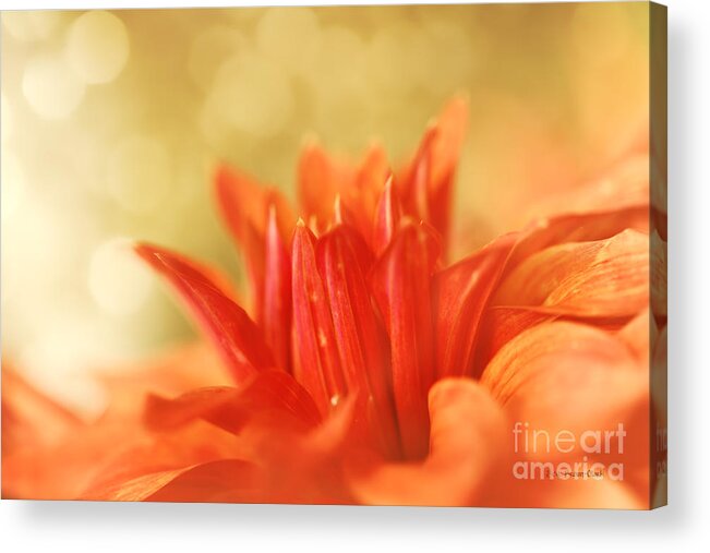 Dahlia Acrylic Print featuring the photograph Sunny Disposition by Beve Brown-Clark Photography