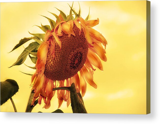 Sunflower Acrylic Print featuring the photograph Sunny by Kathleen Stephens