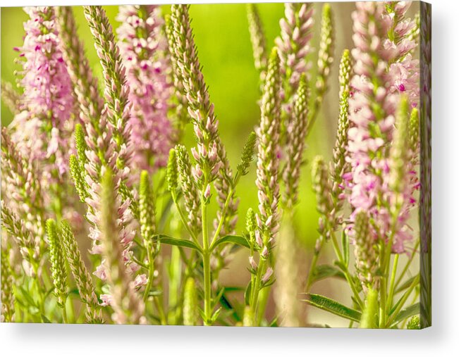 Lupine Acrylic Print featuring the photograph Sunny Lupine by Bonnie Bruno
