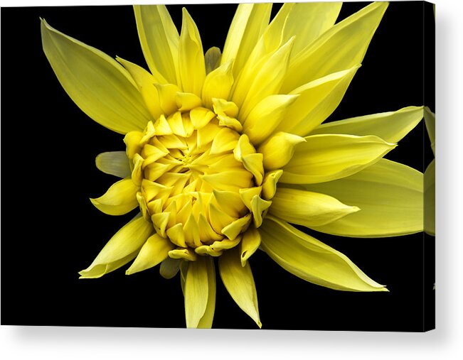Yellow Flower Acrylic Print featuring the photograph Sunny Prince by Marina Kojukhova