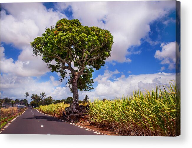 Jenny Rainbow Fine Art Photography Acrylic Print featuring the photograph Sunny Road in Mauritius by Jenny Rainbow