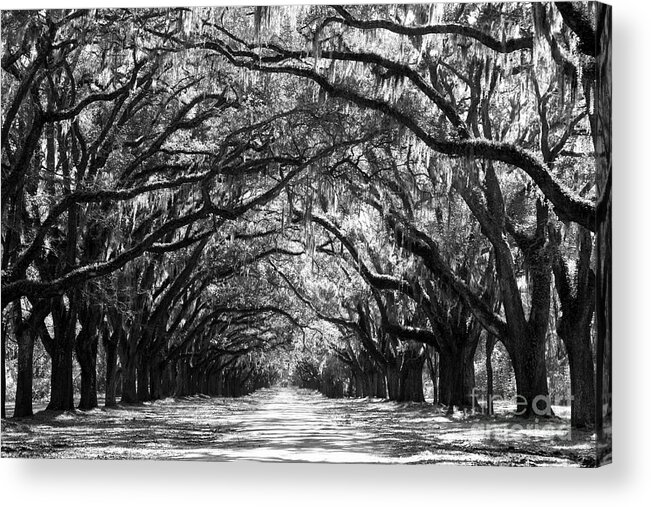 Live Oaks Acrylic Print featuring the photograph Sunny Southern Day - Black and White by Carol Groenen