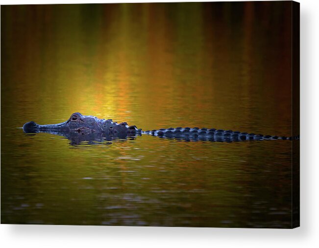 Alligator Acrylic Print featuring the photograph Sunrise Alligator by Mark Andrew Thomas