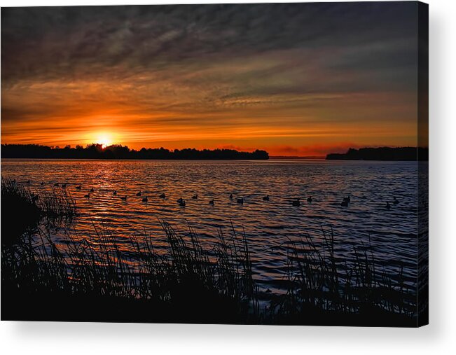 Hunt Acrylic Print featuring the photograph Sunrise Diver Duck Hunt by Dale Kauzlaric