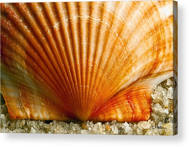 Shell Acrylic Print featuring the photograph Sunrise On Shell by Christopher Holmes