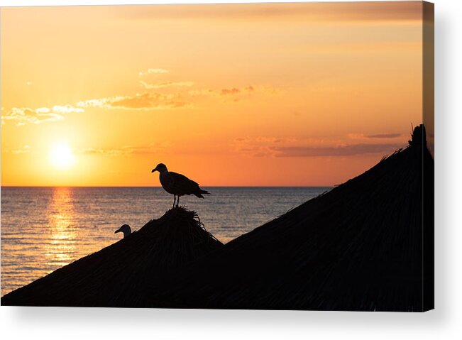 Gull Acrylic Print featuring the photograph Sunset 1 by Ivan Vukelic