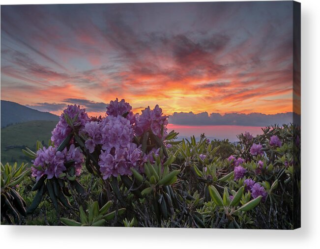 Adventure Acrylic Print featuring the photograph Sunset and Rhododendron Blooms by Kelly VanDellen
