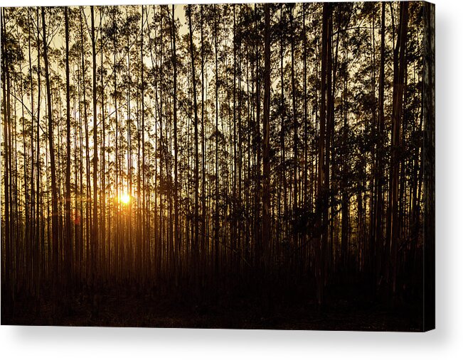 Africa Acrylic Print featuring the photograph Sunset Behind Row of Trees in Sihlouette by Good Focused