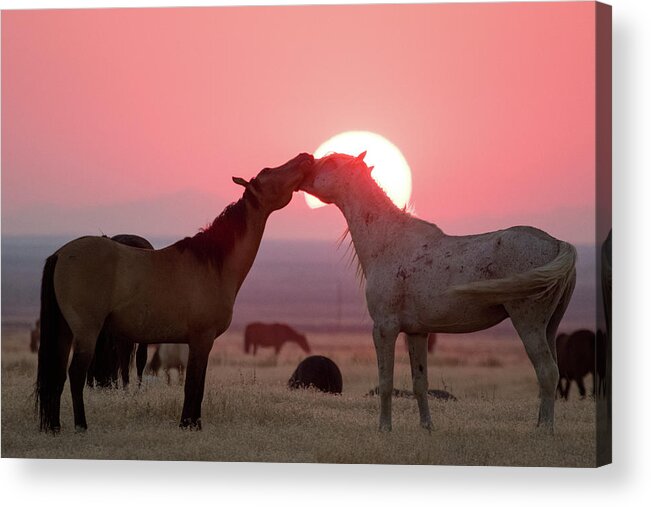 Wild Horses Acrylic Print featuring the photograph Sunset Horses by Wesley Aston