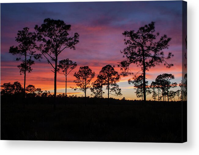 Sunset Pines Acrylic Print featuring the photograph Sunset Pines by Paul Rebmann