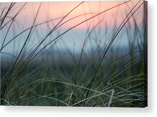 Sun Acrylic Print featuring the photograph Sunset through the marsh grass by Spikey Mouse Photography