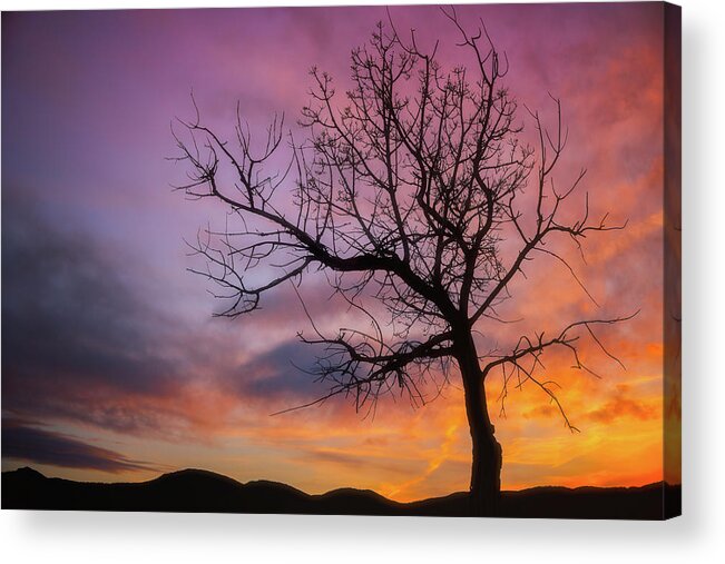 Tree Acrylic Print featuring the photograph Sunset Tree by Darren White