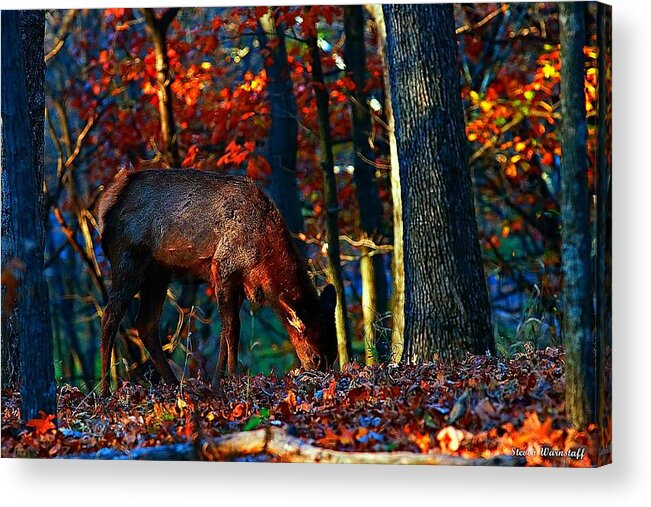Elk Acrylic Print featuring the photograph Sunset With A Calf by Steve Warnstaff