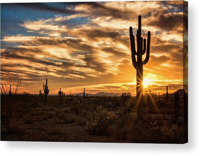 Saguaro Sunset Acrylic Print featuring the photograph Sunstar Saguaro Sunset by Saija Lehtonen