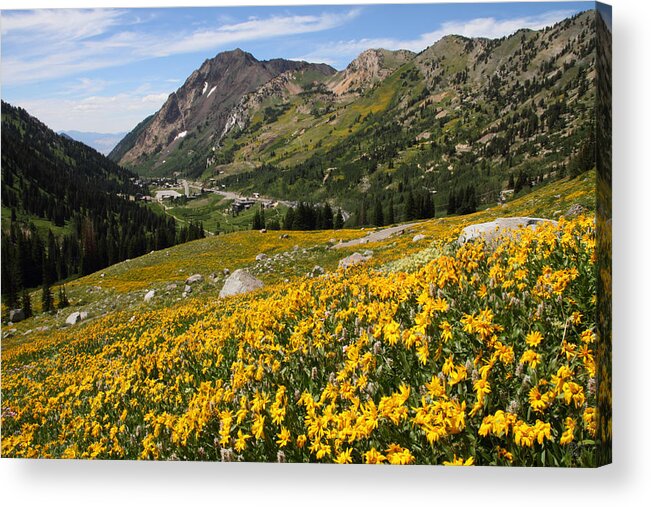 Landscape Acrylic Print featuring the photograph Superior Wasatch Wildflowers by Brett Pelletier