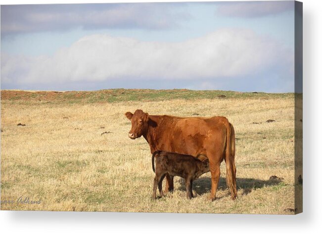 Cow Acrylic Print featuring the photograph Suppertime by Annie Adkins