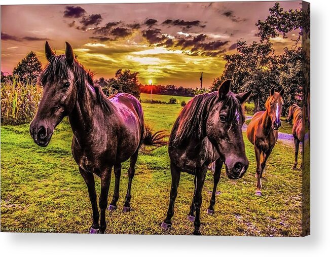 Horses Acrylic Print featuring the photograph Suppertime by Chad Fuller